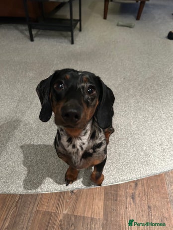 Miniature Dachshund dogs Miniature Dachshund - Advert 1