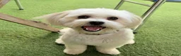 Bichon Frise dogs for sale: Leo - Bichon Frise - Advert 5