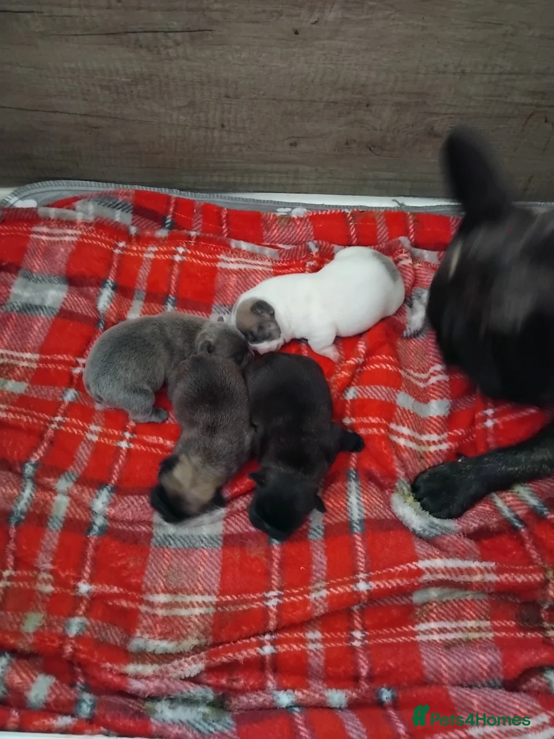 French Bulldog dogs for sale: 2 female frenchies for sale 1200  in Larkhall - Advert 2