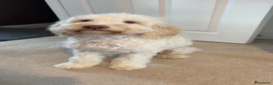 Teddy