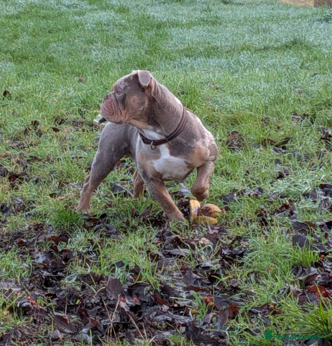 Olde English Bulldogge dogs for stud: NEBBR registered olde English bulldog  - Advert 5