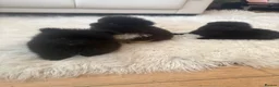 Pomeranian dogs for sale: Pomeranian  in Warrington - Advert 13