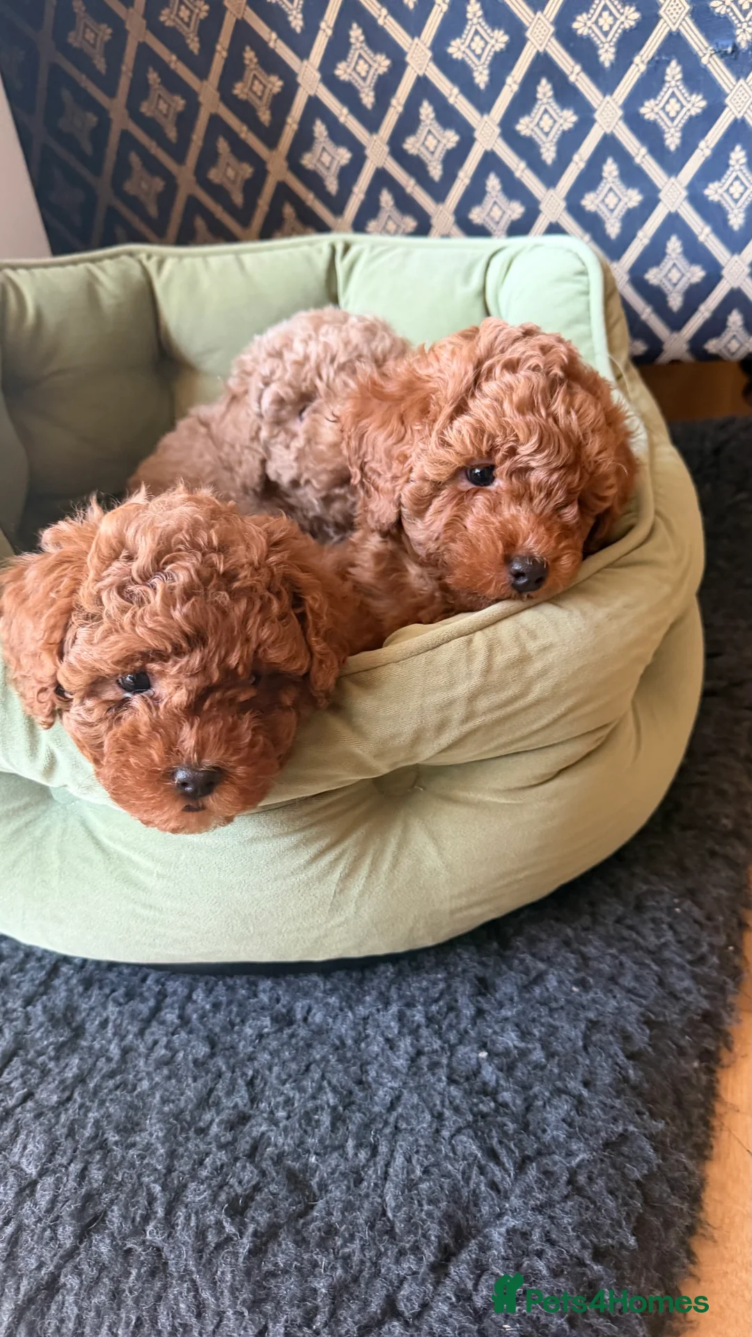Maltipoo dogs for sale: Beautiful red multipoo for sale 2 boys 1 girl - Advert 6