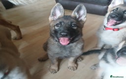 German Shepherd dogs for sale: Beautiful German Shepherd Puppies - Image 18