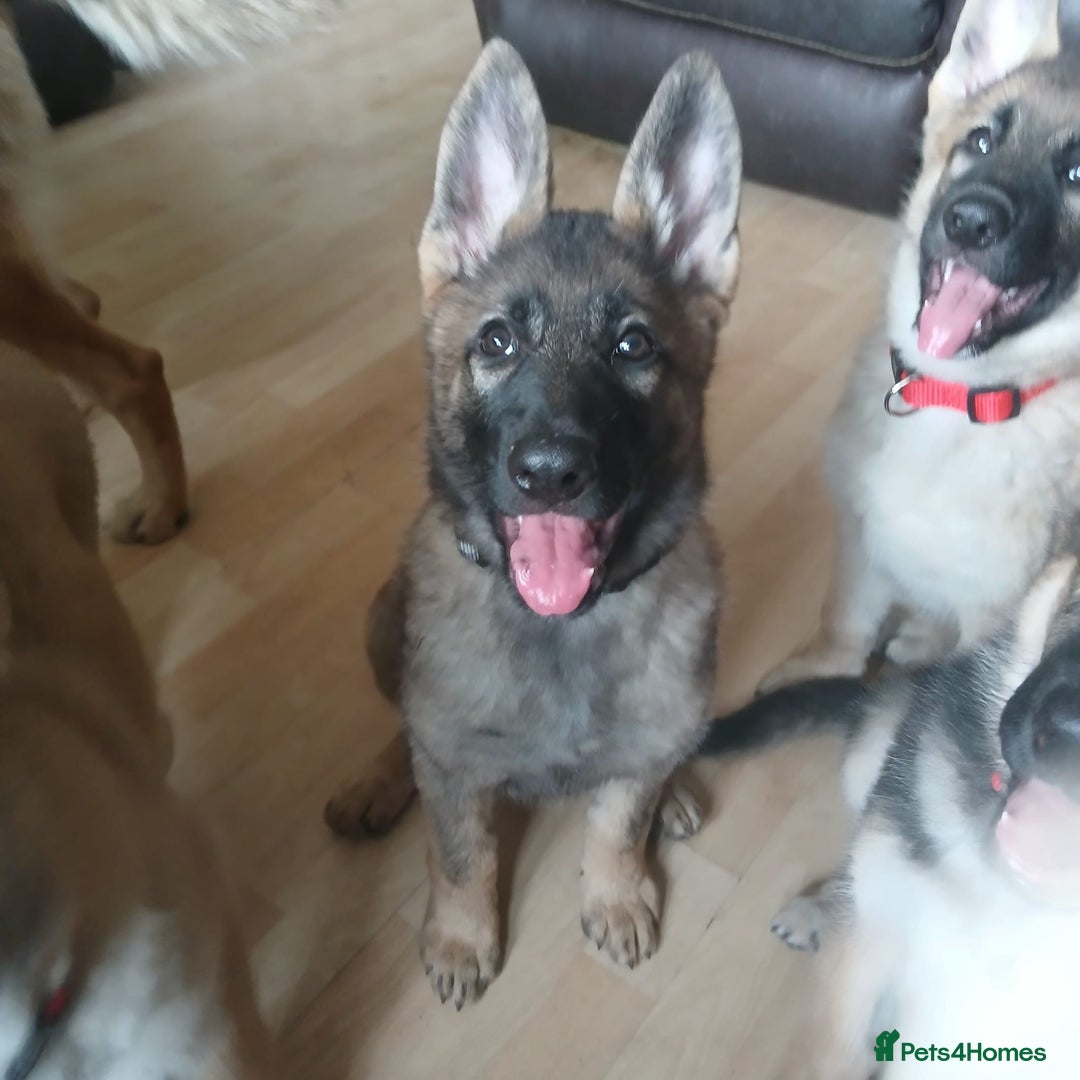 German Shepherd dogs for sale: Beautiful German Shepherd Puppies - Image 18