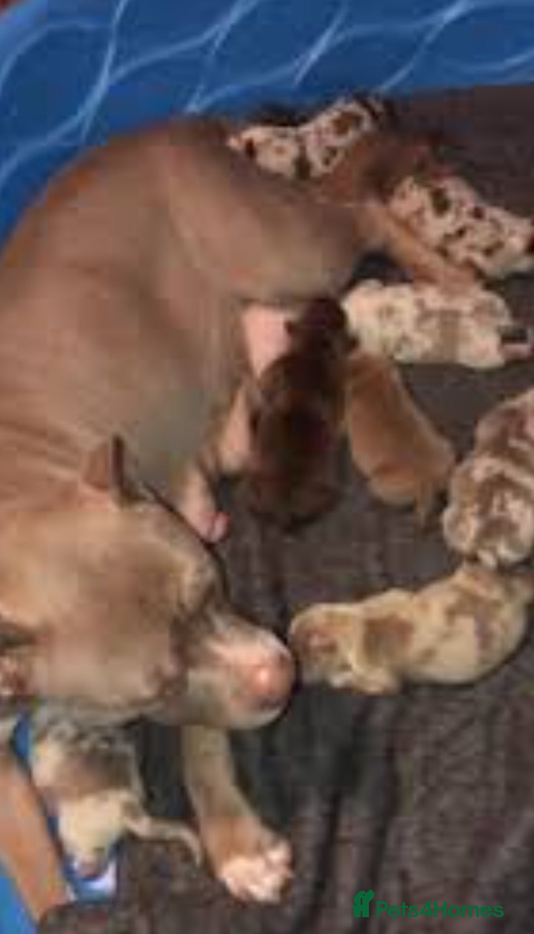 Mixed Breed dogs for sale: Amazing puppys  - Image 2
