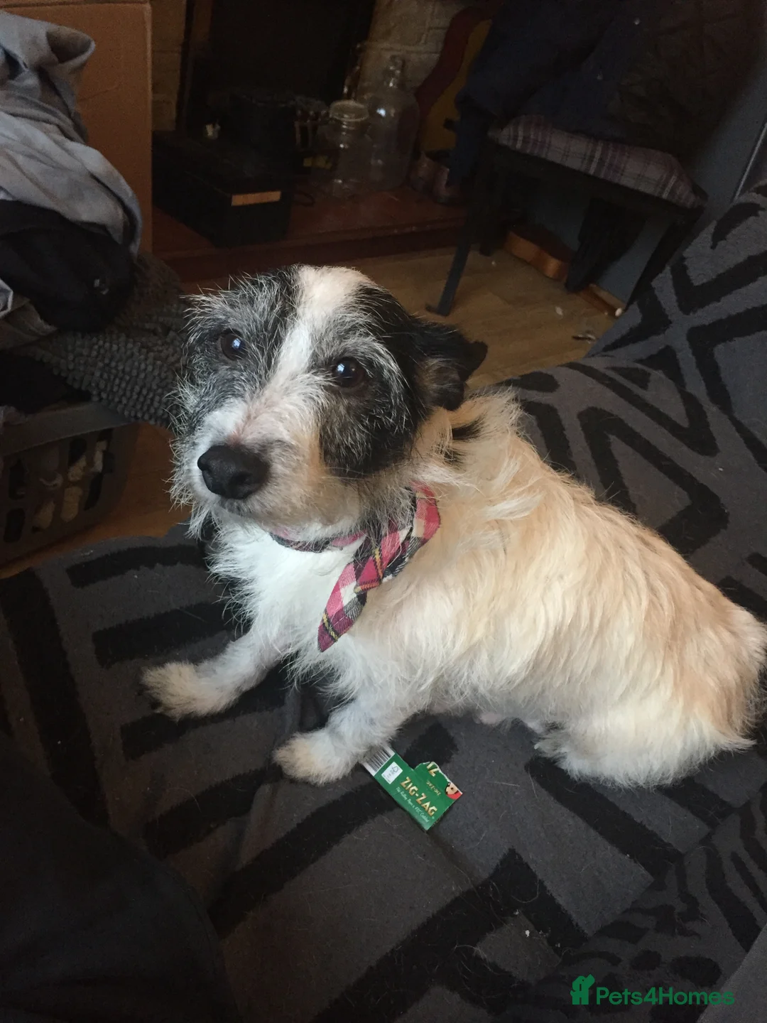 Jack Russell dogs for sale: Jack Russell Puppy - Girl - Advert 2