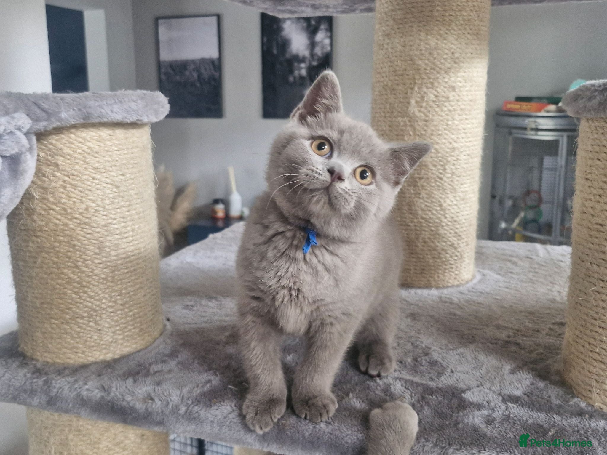 British Shorthair cats British shorthair blue and lilac - Advert 15