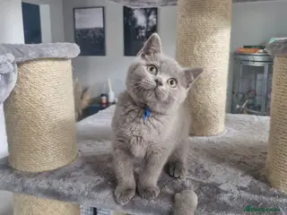 British Shorthair cats British shorthair blue and lilac - Advert 15