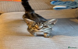 Mixed Breed cats for sale: Tabby kitten - Image 2