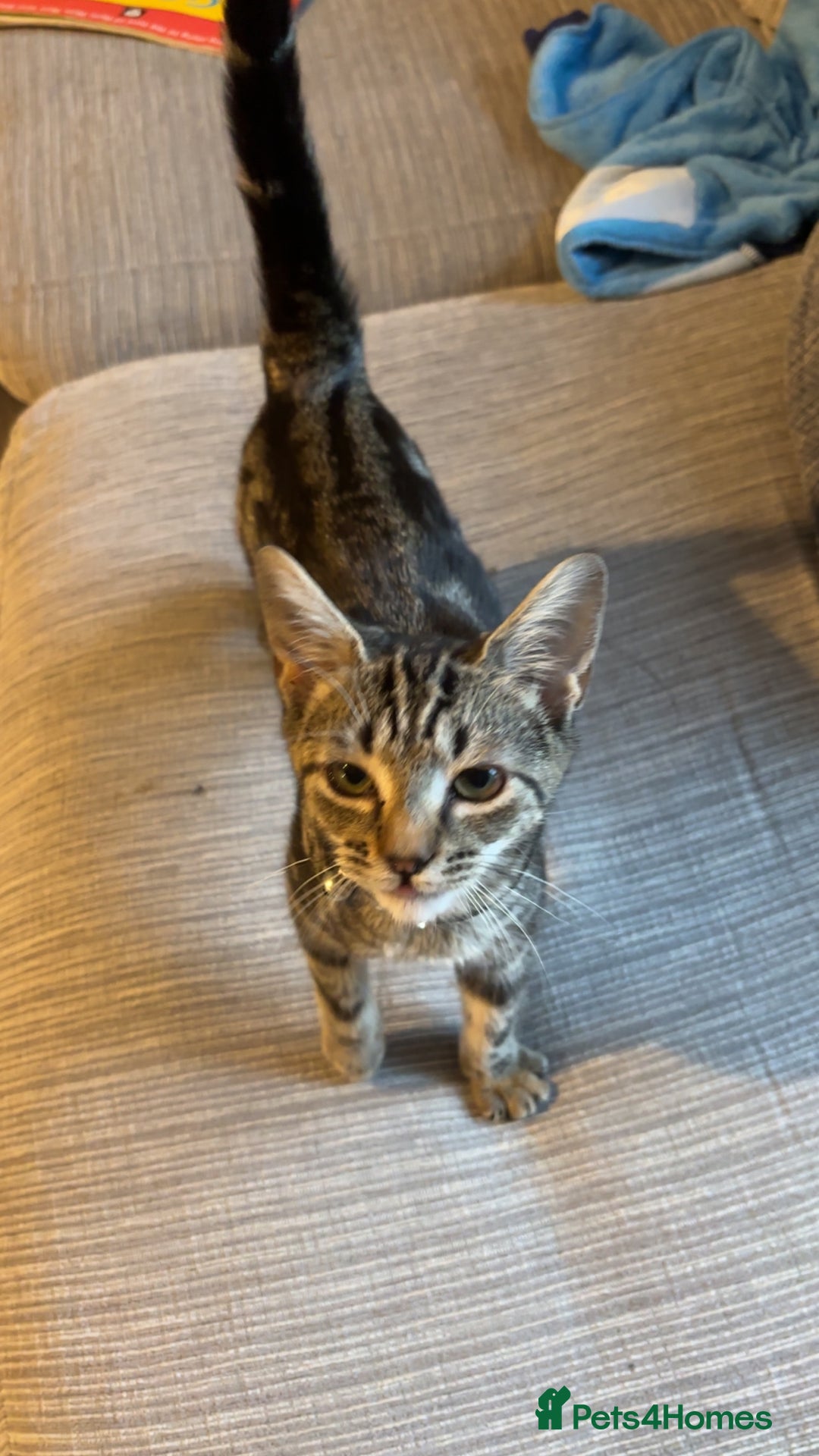 Mixed Breed cats for sale: Tabby kitten - Image 2