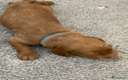 Goldendoodle dogs for sale: F1b Goldendoodles available for reservation - Image 22
