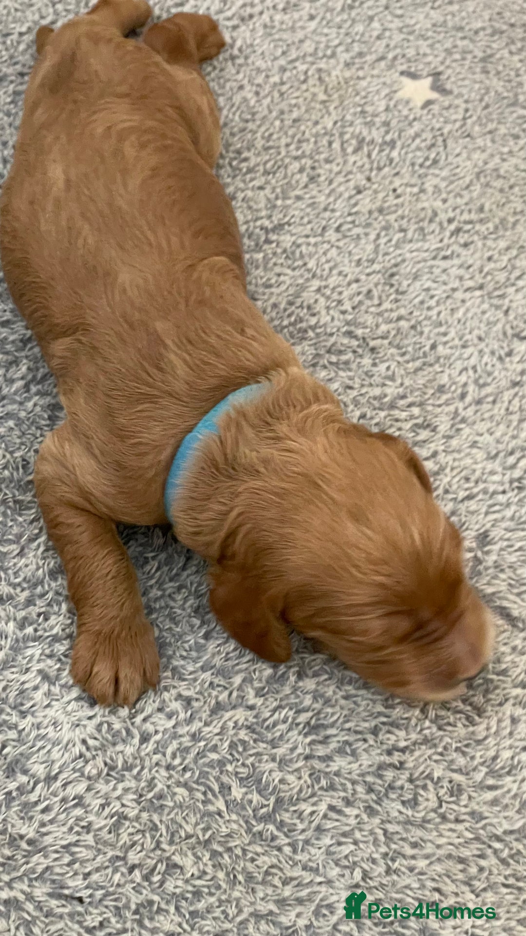 Goldendoodle dogs for sale: F1b Goldendoodles available for reservation - Image 22
