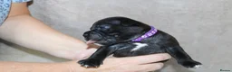 Staffordshire Bull Terrier dogs for sale: KC Staffords | Blue & Black | Champion Bloodlines - Advert 34