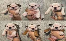 English Bulldog dogs for sale: British bulldog puppies - Image 1