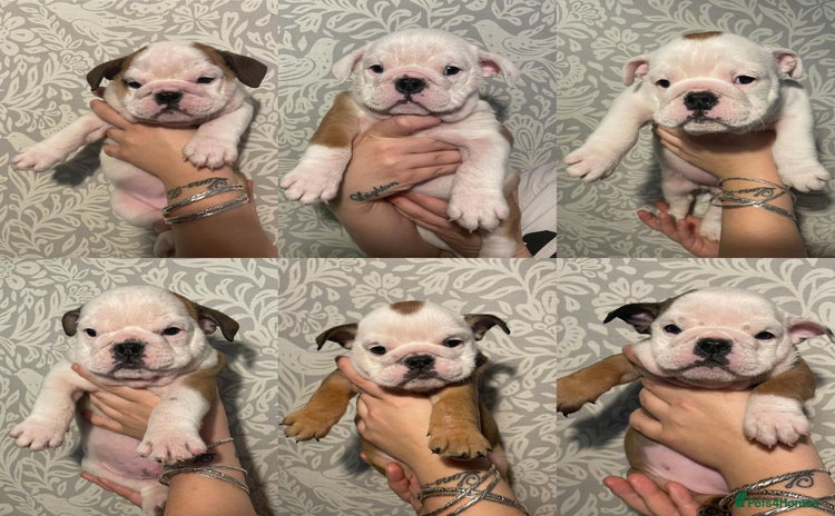 English Bulldog dogs - Advert 1