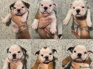 English Bulldog dogs - Advert 36