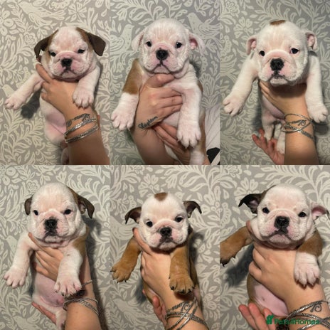 English Bulldog dogs - Advert 1