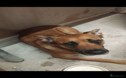 Mixed Breed dogs for sale: 4 month old belgian malinous x staff - Image 5