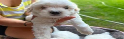 Mixed Breed dogs for sale: Bichon frise  in Bedford - Advert 17