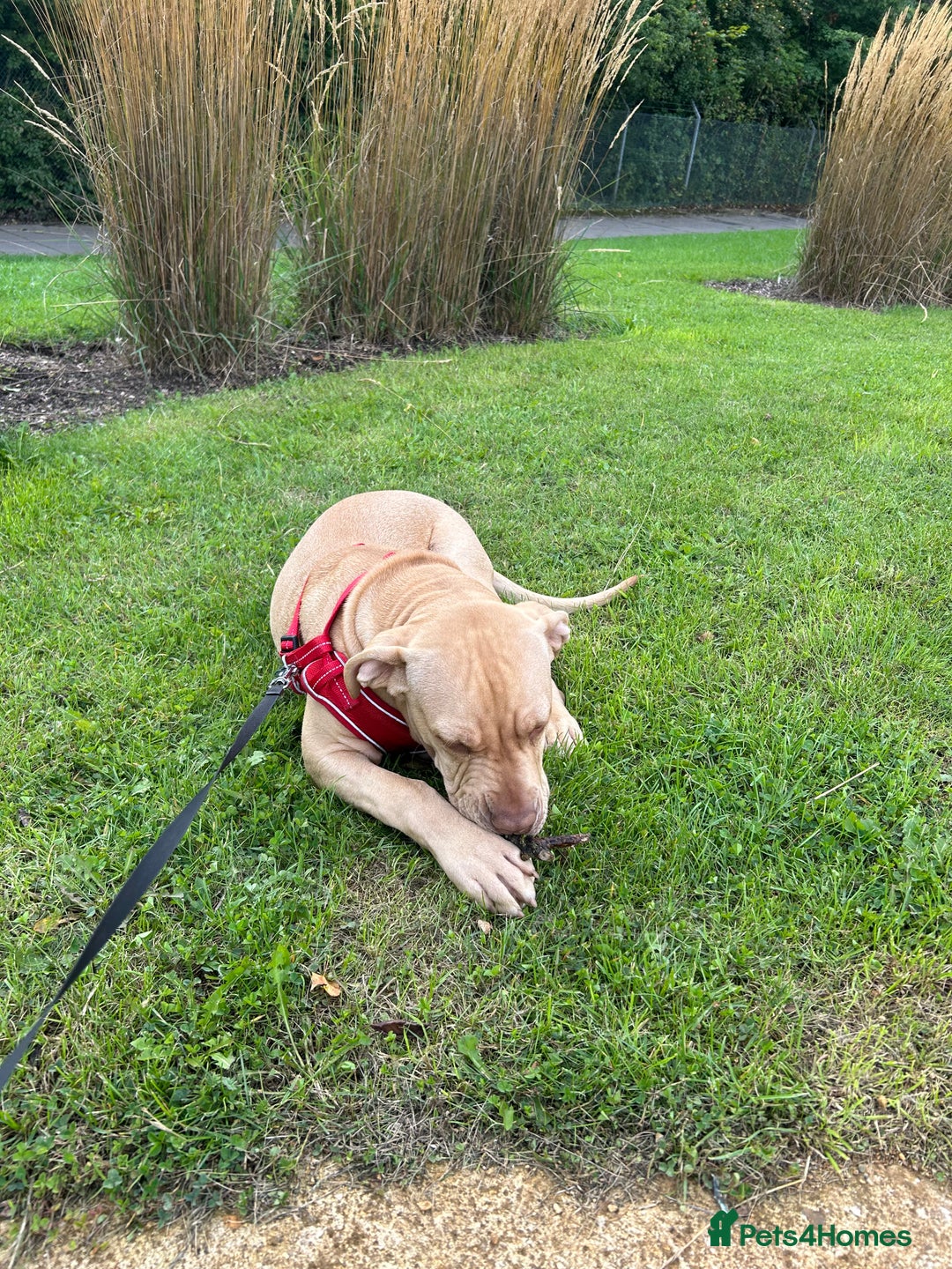 Mixed Breed dogs for sale: Lovely puppy  - Advert 4