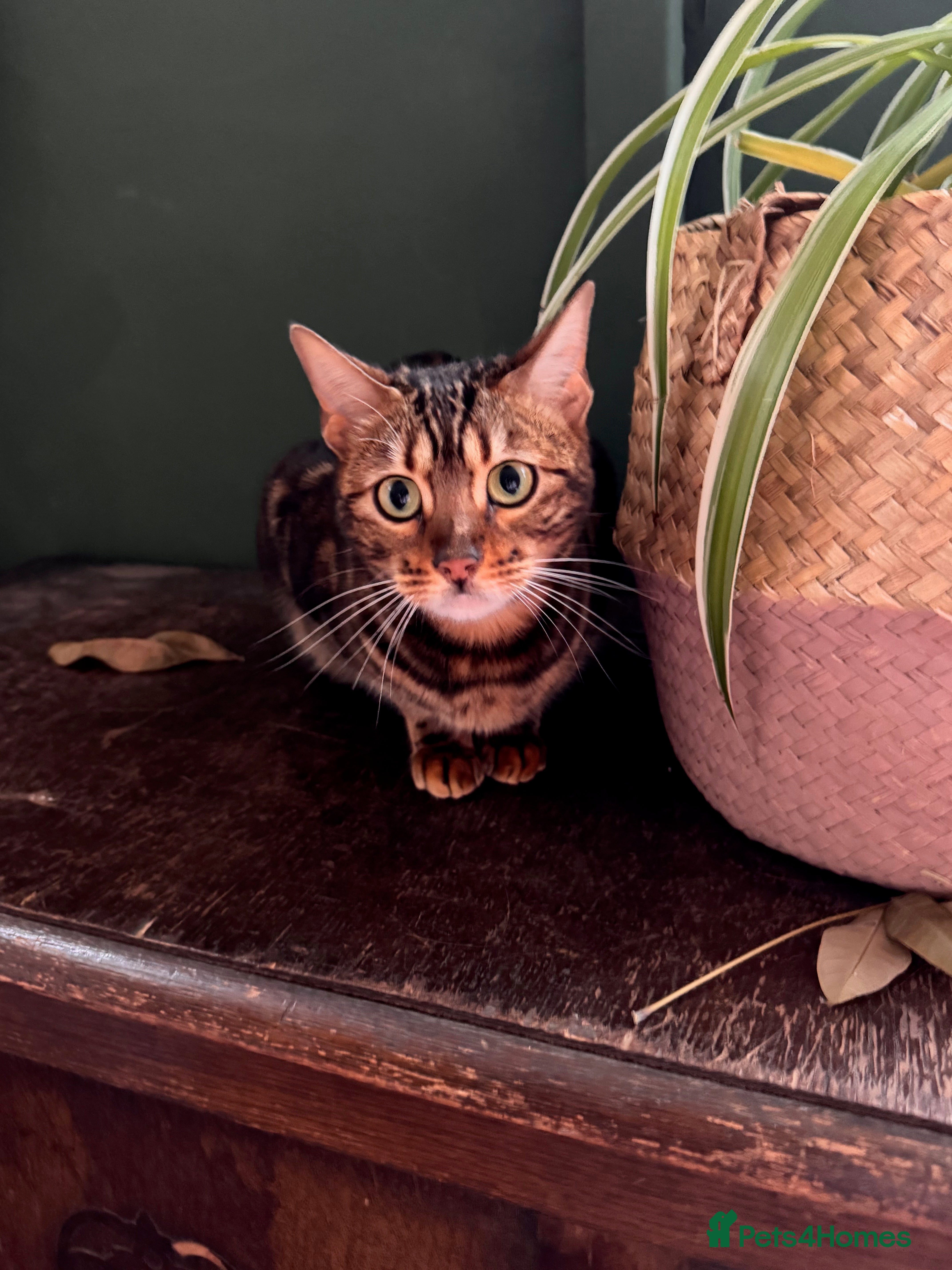 Bengal cats Affectionate 18-Month-Old Female Bengal  - Advert 14