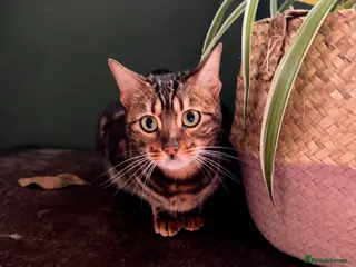 Bengal cats Affectionate 18-Month-Old Female Bengal - Advert 14