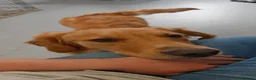 Golden Retriever dogs for sale: Gorgeous KC Reg Golden Retriever Boy in Bude - Advert 4