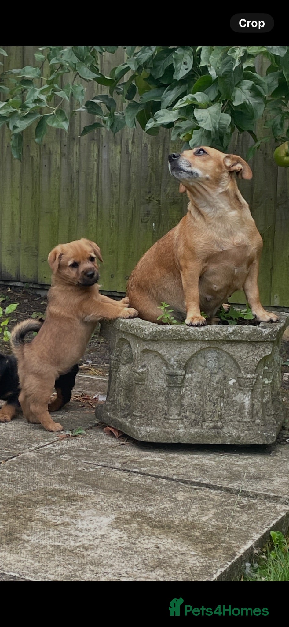 Mixed Breed dogs Norfolk Terrier cross Jack Russell Puppies - Advert 2