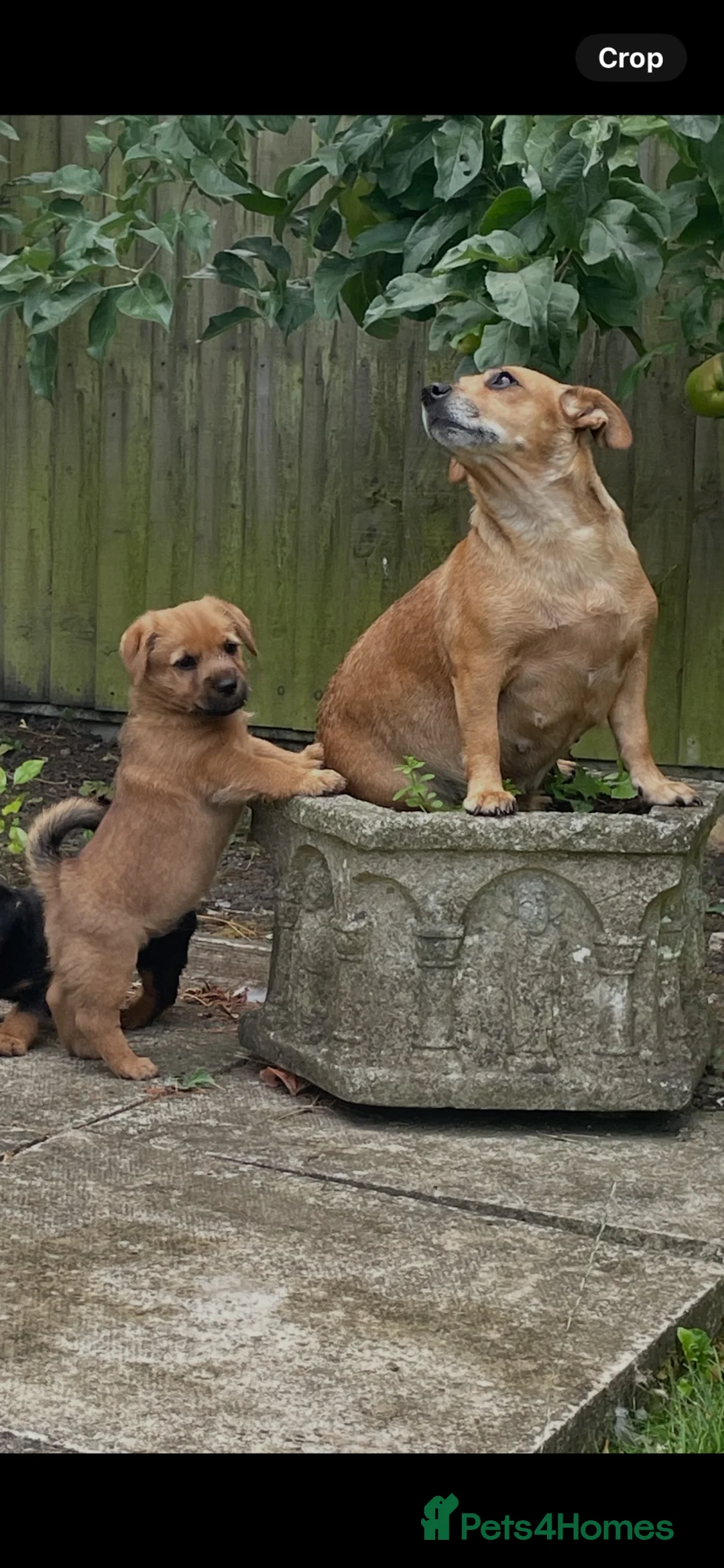 Mixed Breed dogs for sale: Norfolk Terrier cross Jack Russell Puppies in Melton Mowbray - Advert 2
