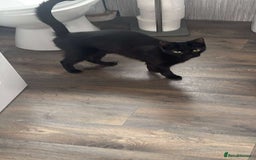 Mixed Breed cats for sale: 2 year old black female cat for adoption  - Image 2