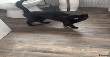 Mixed Breed cats 2 year old black female cat for adoption  - Advert 6