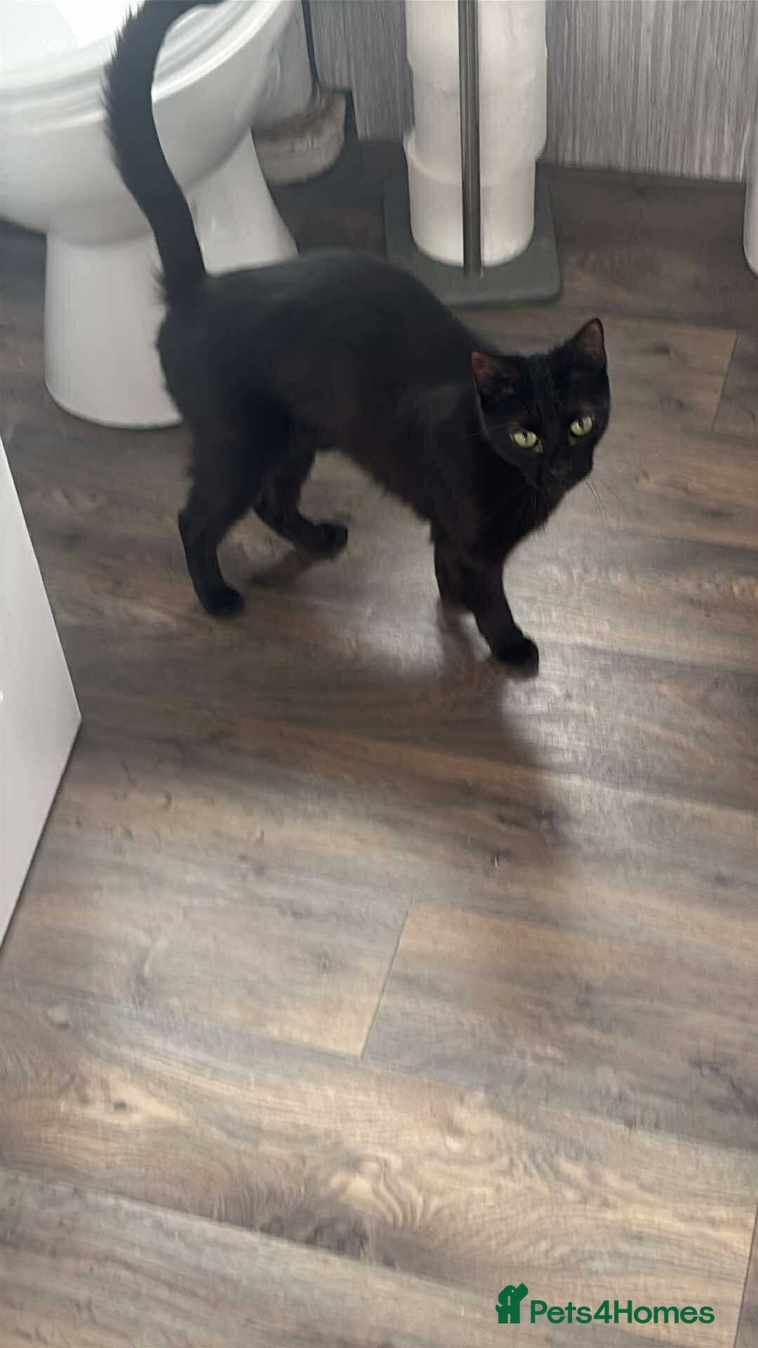 Mixed Breed cats for sale: 2 year old black female cat for adoption  - Image 2