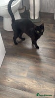 Mixed Breed cats 2 year old black female cat for adoption - Advert 6