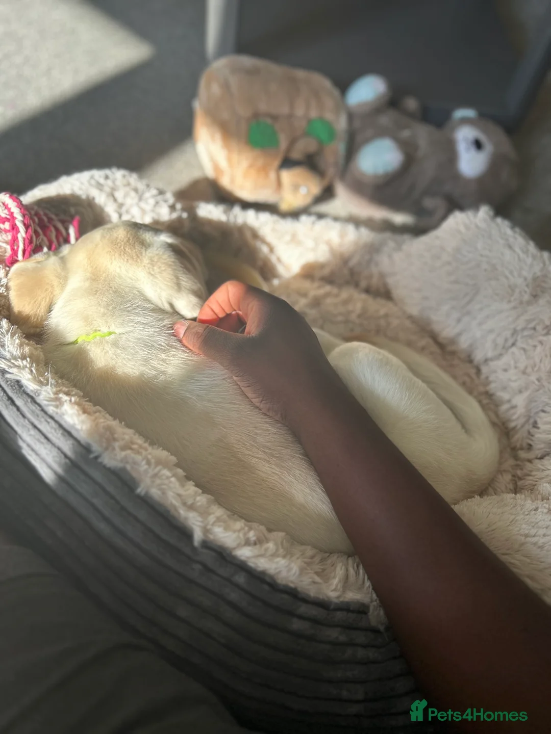 Labrador Retriever dogs for sale: Welcome Anjola, 9-month old Labrador, to your home - Advert 6