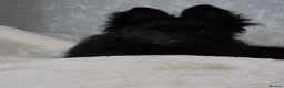 Pomeranian dogs for sale: Beautiful pomeranian  - Advert 3