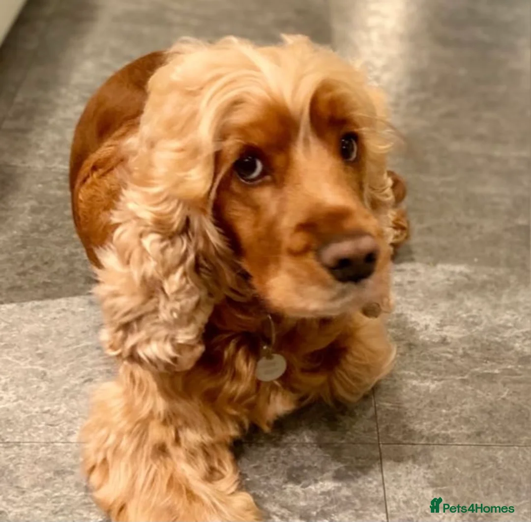Cockapoo dogs for sale: Exceptional F1 Apricot / Red Cockapoo Puppies  - Advert 3