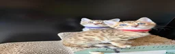 Bengal cats for sale: 🐾 Purebred Bengal Kittens for Sale 🐾 - Advert 13