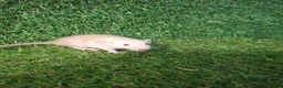 Rat rodents for sale: DWARF RATS - Advert 4