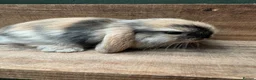 Mini Lop rabbits for sale: MINI LOP BUNNIES - PEDIGREE  - Advert 10