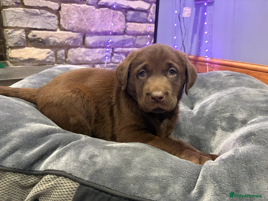 Labrador Retriever dogs for sale: Chocolate Labrador Puppies - Advert 5