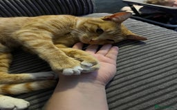Mixed Breed cats for sale: Male ginger cat  - Image 18