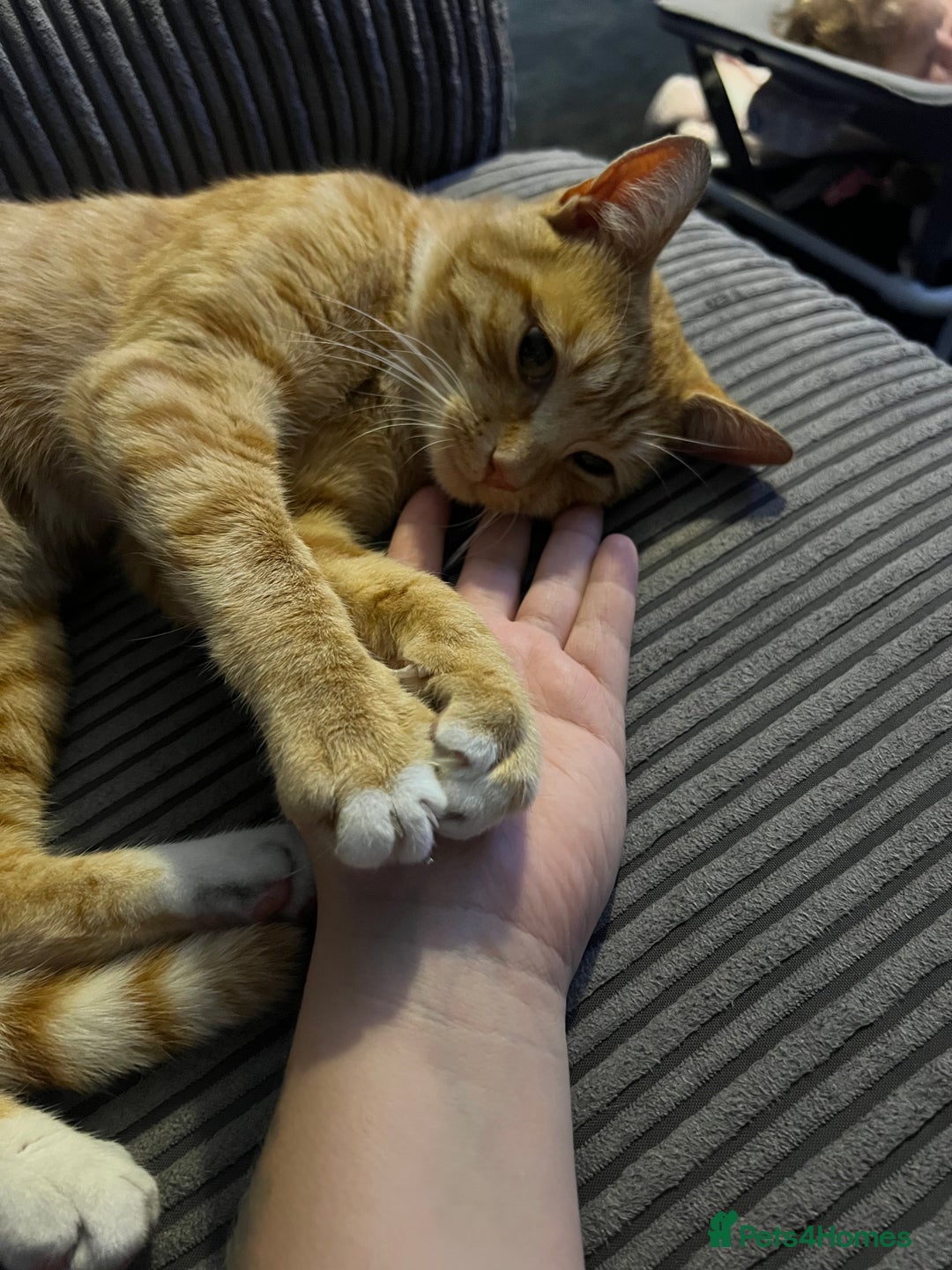 Mixed Breed cats for sale: Male ginger cat  - Image 18