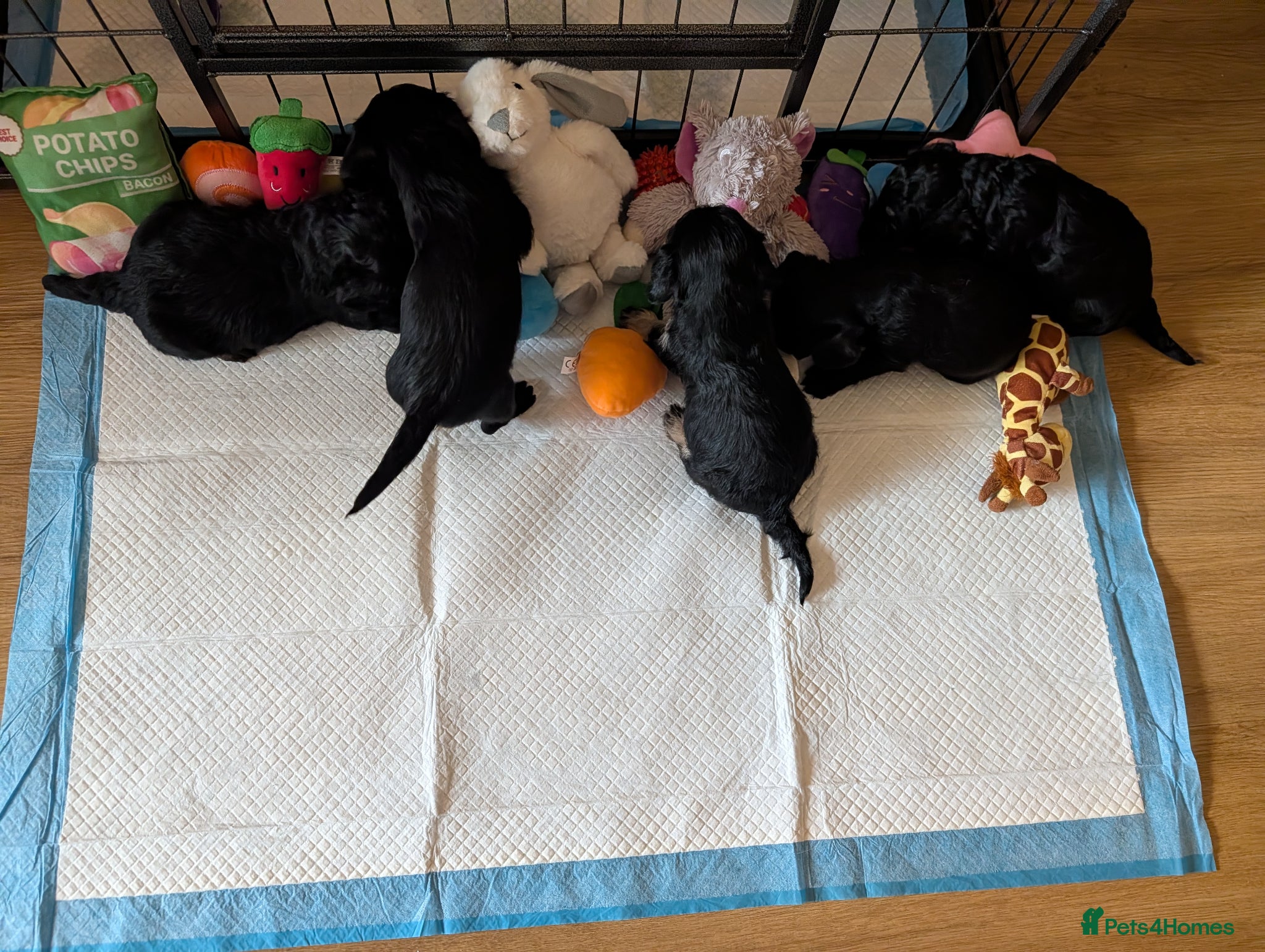 Doxiepoo dogs 4 Adorable Miniature Doxiepoo Puppies  - Advert 1