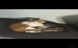 Mixed Breed cats for sale: 6 kitten kittens looking for there forever homes  - Image 3