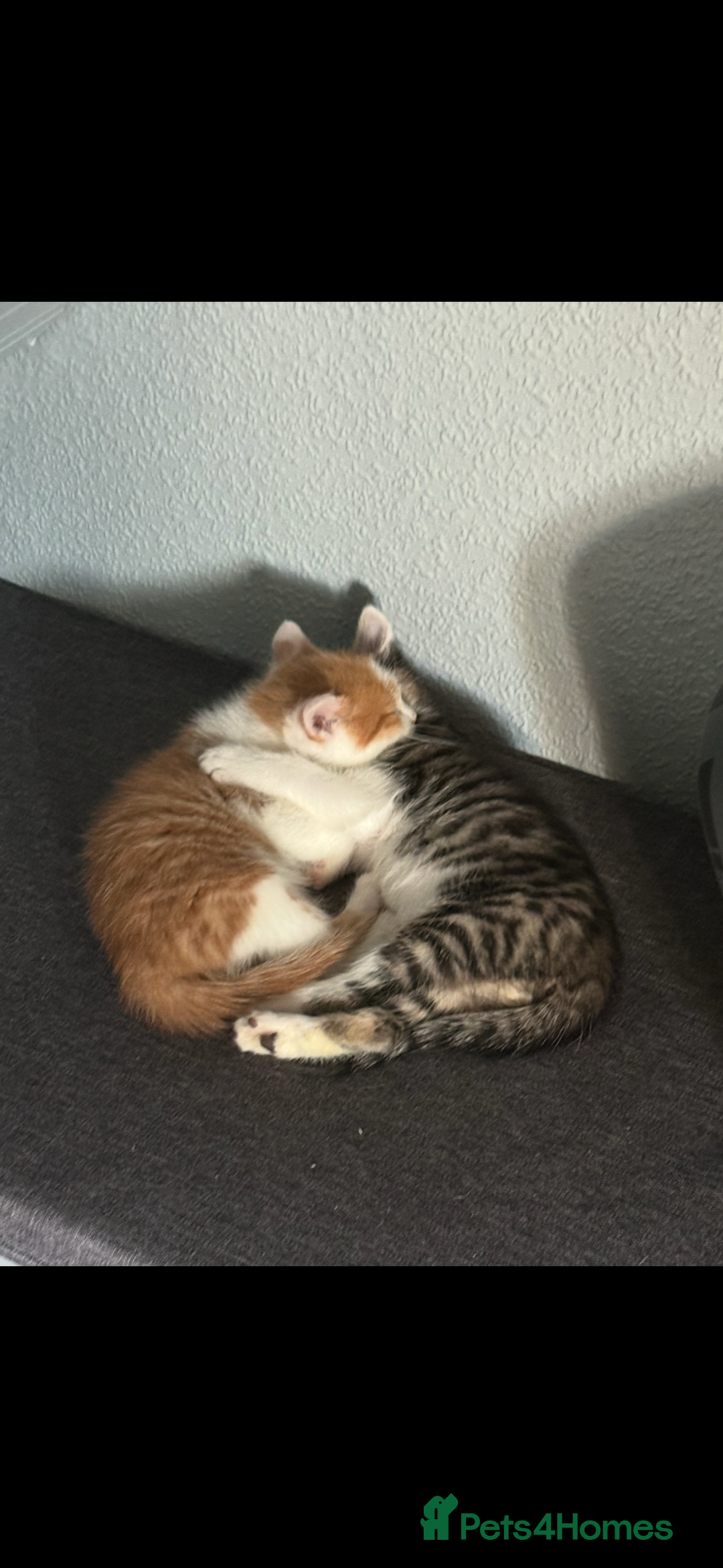 Mixed Breed cats for sale: 6 kitten kittens looking for there forever homes  - Image 3