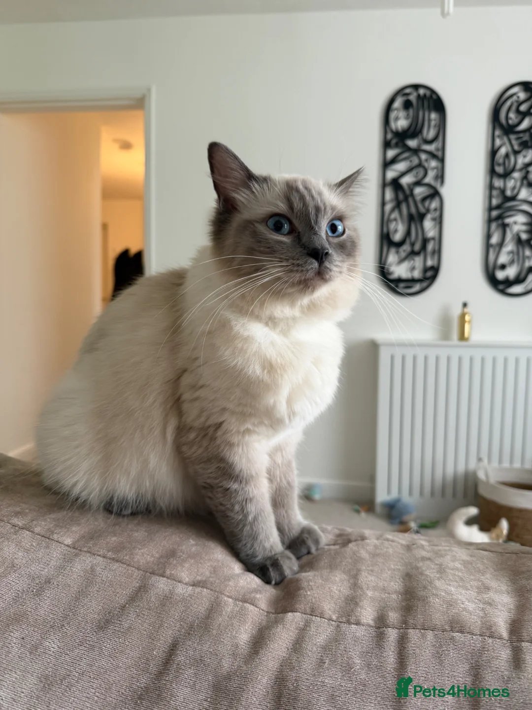 Ragdoll cats for sale: Ragdolls  in Bradford - Advert 10