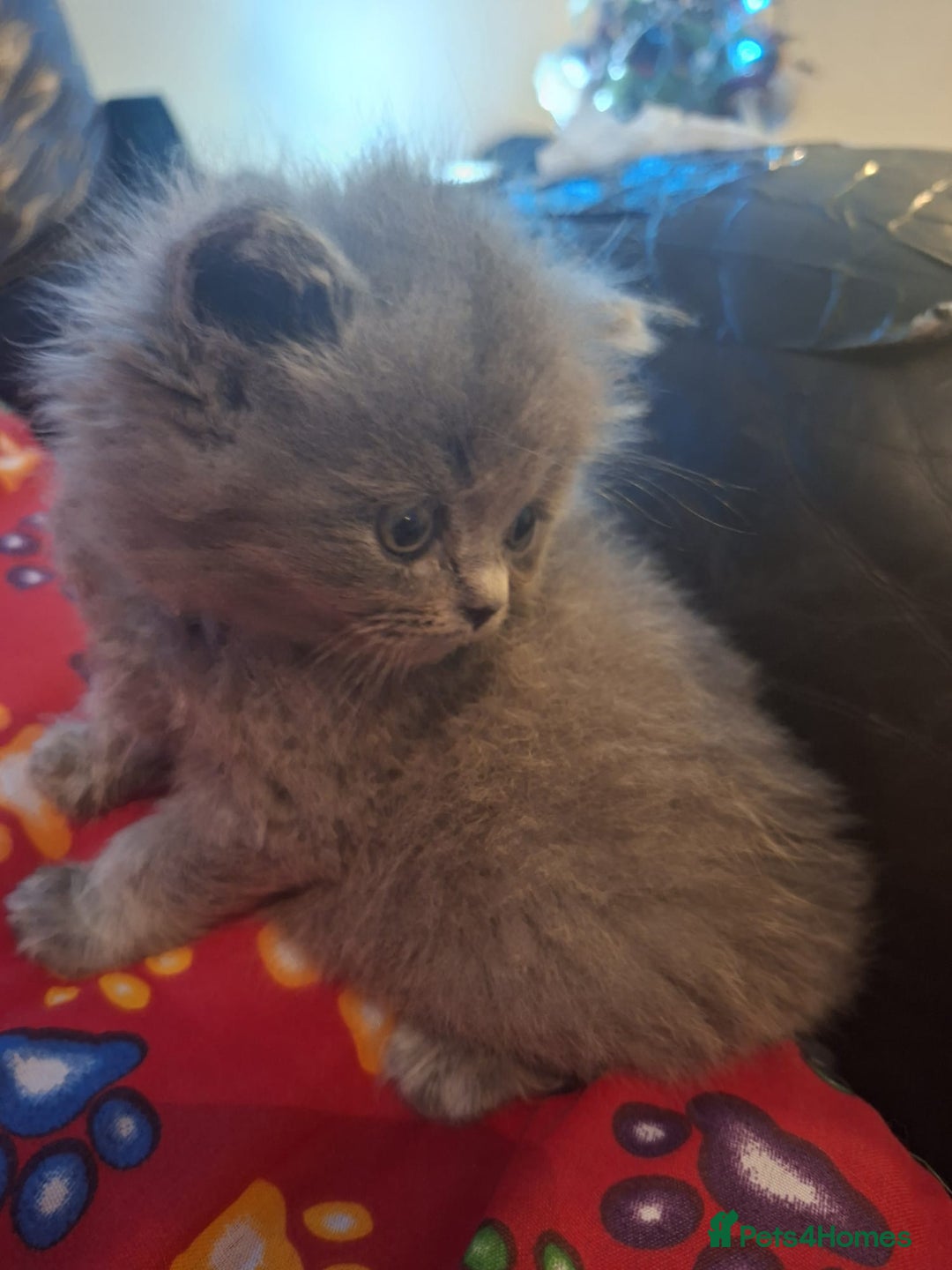 British Shorthair cats for sale: Beautiful short hair and long hair British kittens - Advert 3