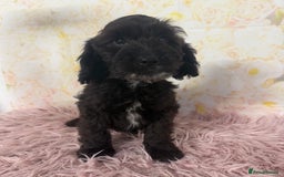 Cockapoo dogs for sale: Ready to Leave: F1 Cockapoo Puppies - Image 5