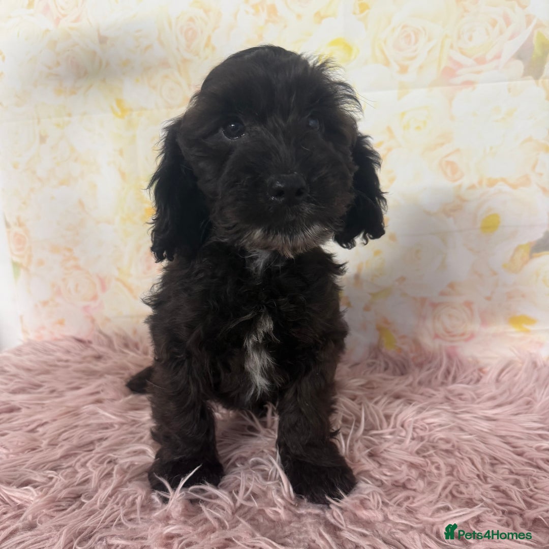 Cockapoo dogs for sale: Ready to Leave: F1 Cockapoo Puppies - Image 5
